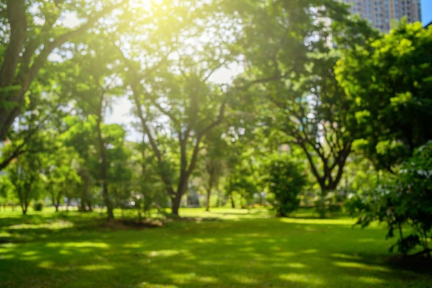 Flou fond noir des arbres dans le parc en été