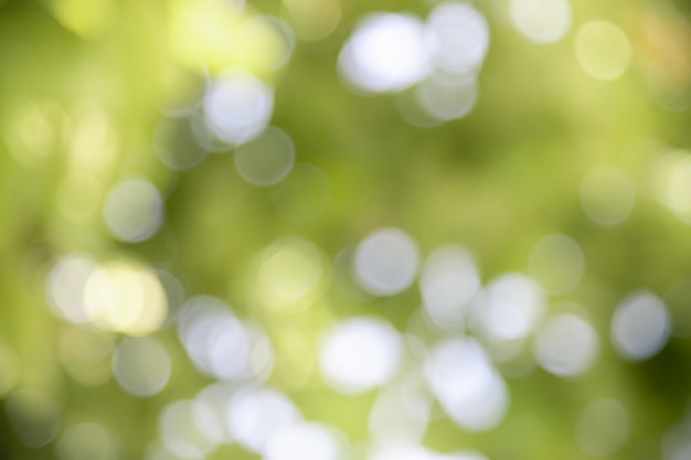 Flou et fond de verdure floue sous la lumière du soleil avec bokeh et copie espace fond paysage de plantes naturelles,