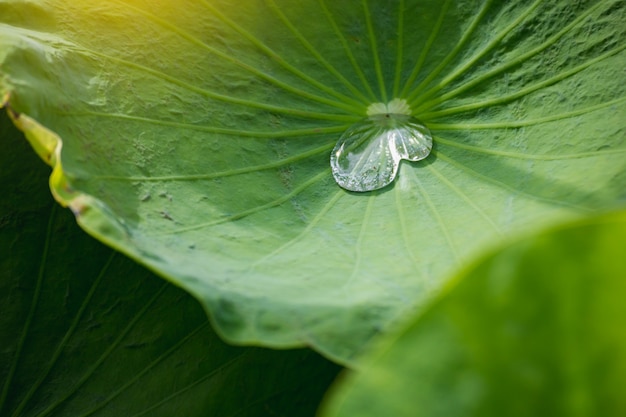 Flou, Gros Plan, De, Riz Vert Jaune