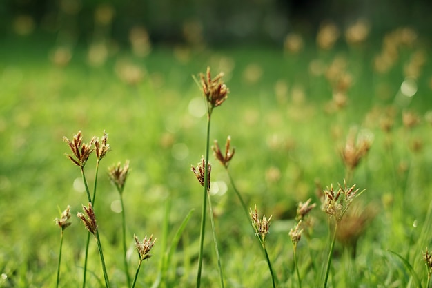 Flou d&#39;herbe pour le fond