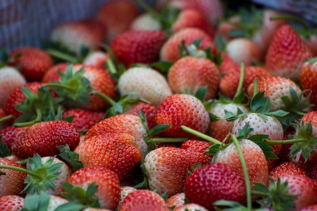 Flou mûr et fraises immatures qui poussent à la ferme