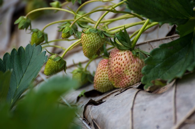 Flou mûr et fraises immatures qui poussent à la ferme