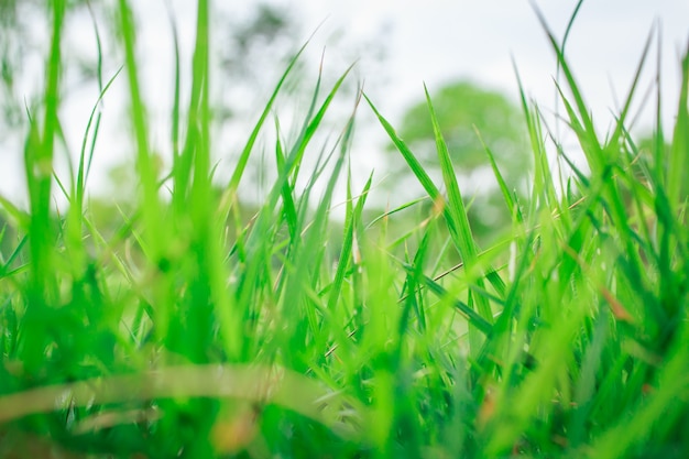 Flou naturel et léger dans le parc.