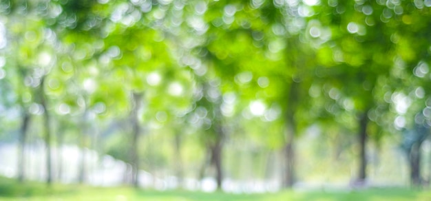 Flou parc avec fond clair de bokeh, nature, jardin, saison de printemps et d&#39;été