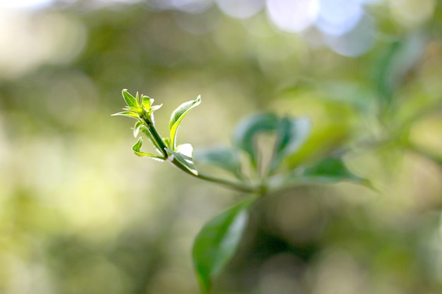 Photo flou de la plante de yong