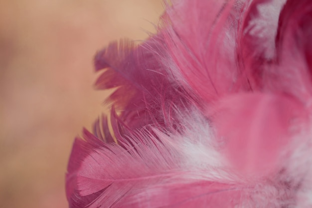 Photo flou de la texture de plumes de poulets oiseaux pour le fond