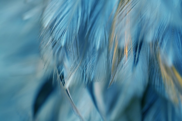 Flou de la texture de plumes de poulets oiseaux pour le fond