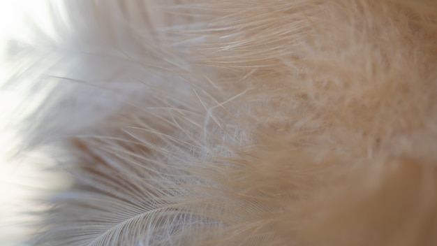 Flou de la texture de plumes de poulets oiseaux pour le fond