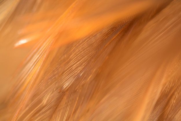 Flou de la texture de plumes de poulets oiseaux pour le fond