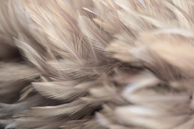 Flou de la texture de plumes de poulets oiseaux pour le fond