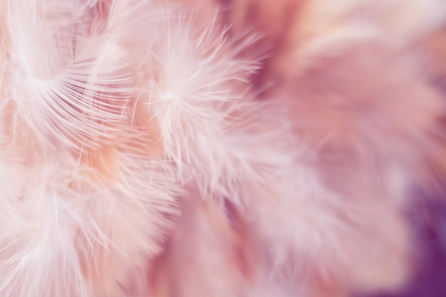 Flou de la texture de plumes de poulets oiseaux pour le fond