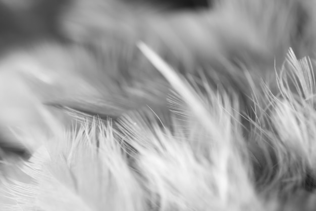 Flou de la texture de plumes de poulets oiseaux pour le fond