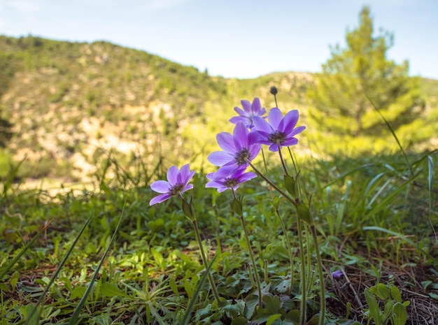 Flower Anemone coronaria un jour ensoleillé en Grèce