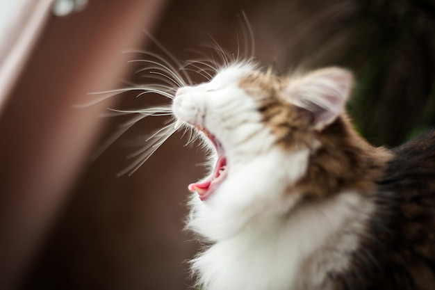 Fluffy le chat bâille