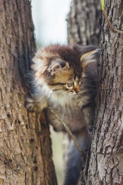 Fluffy chaton seul dans le creux d&#39;un arbre en été