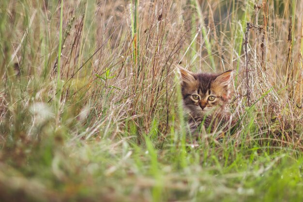 Fluffy chaton seul dans l&#39;herbe en été