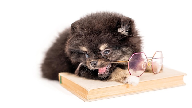 Fluffy Pomeranian chiot est assis devant des verres et un livre