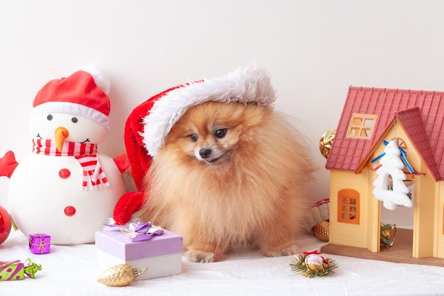 Fluffy Pomeranian est assis dans un chapeau de père Noël et regarde un cadeau dans une boîte, autour de jouets de Noël