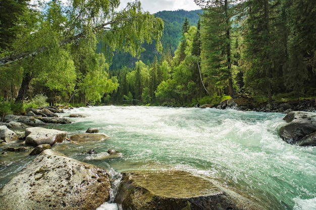 Flux d'eau rapide dans la rivière de montagne avec la forêt de conifères république de l'Altaï Sibérie Russie beaux paysages de la faune de la taïga