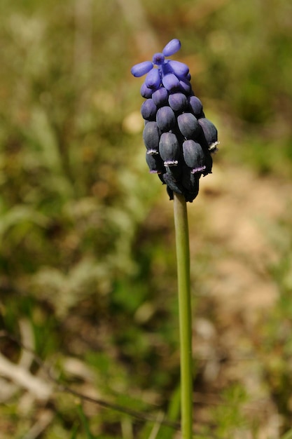 Flux naturel et sauvageFleurs naturelles et sauvages