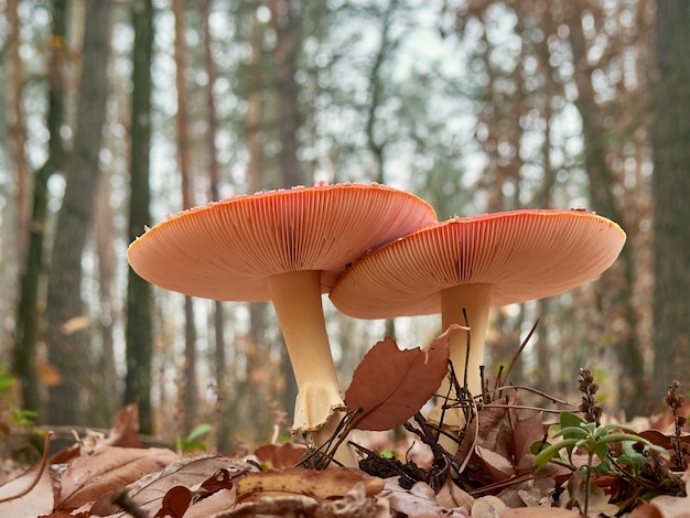 Fly agaric dans la forêt d'automne entouré de feuillage