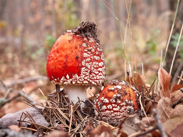 Fly agaric dans la forêt d'automne entouré de feuillage