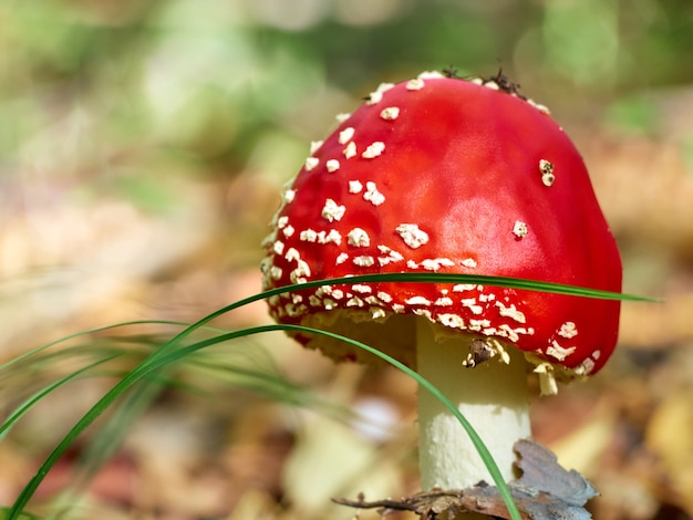 Fly Agaric Dans La Forêt D'automne