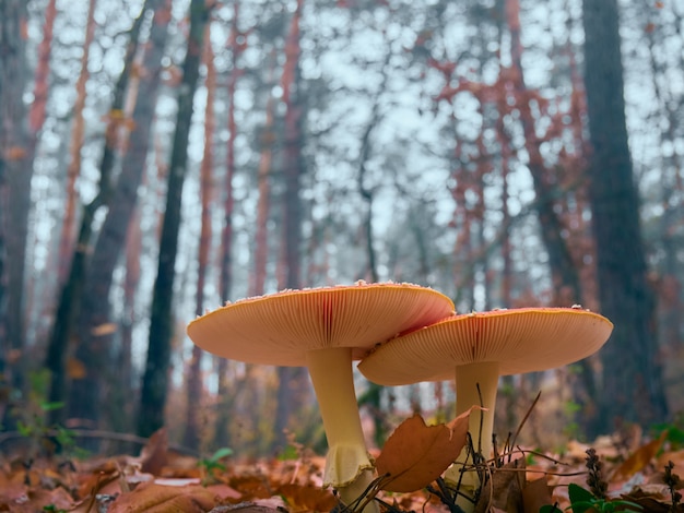 Fly agaric dans la forêt d'automne.