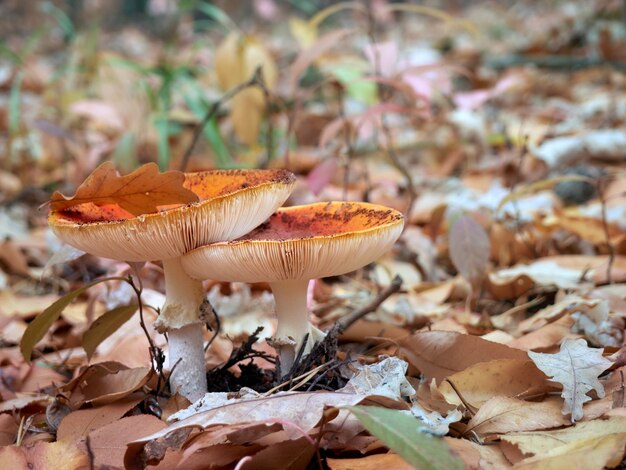 Fly agaric dans la forêt d'automne.