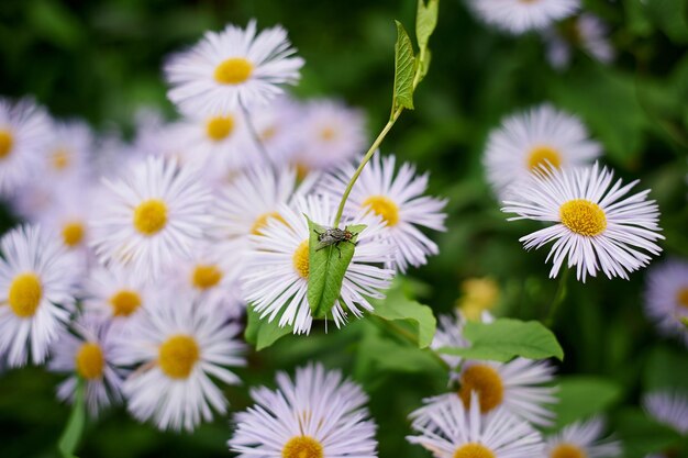 Fly est assis sur une campagne bleue Daisy Nature