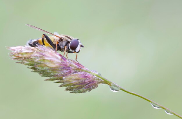 Fly gros plan sur une plante de prairie