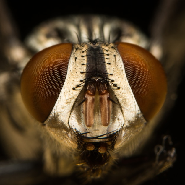 Fly macro focus sur les yeux