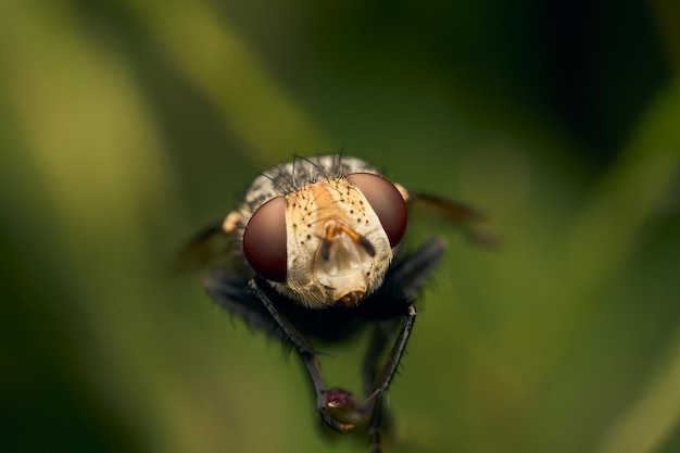 Fly à perché sur une feuille verte