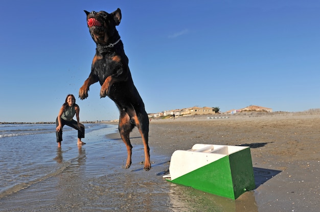 Flyball sur la plage