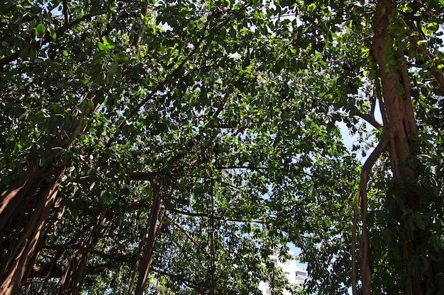 Flying fox sur arbre dans la ville de Cairns, Queensland, Australie