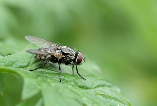 Flyon une feuille