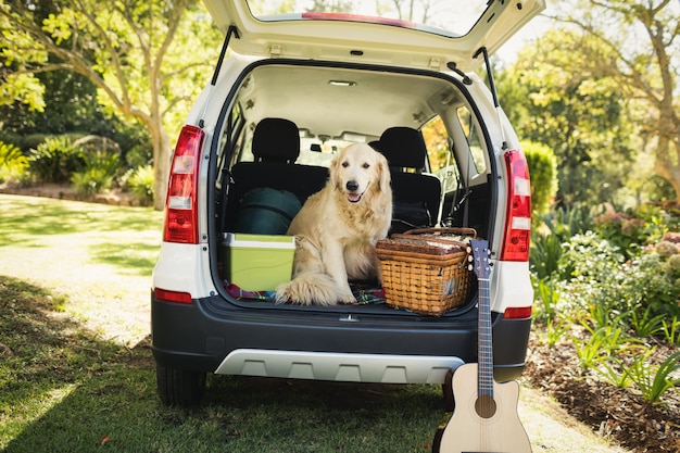 Focus sur le chien dans une voiture