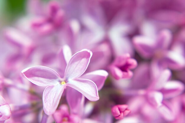 Focus doux en gros plan des fleurs de lilas violet dans une journée ensoleillée de printemps