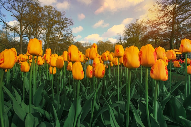 Focus sélectif sur de belles tulipes jaunes au jardin de Keukenhof aux Pays-Bas