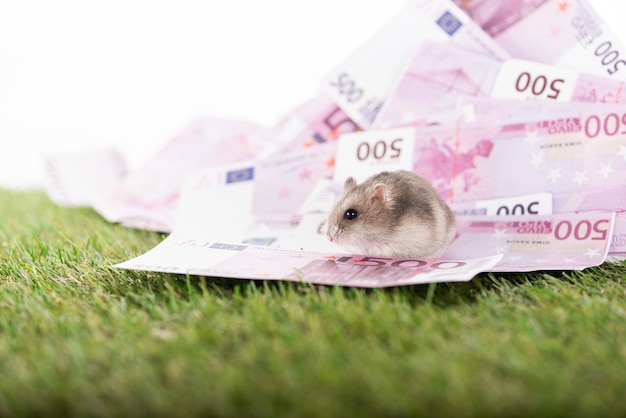 Focus sélectif petit hamster euro