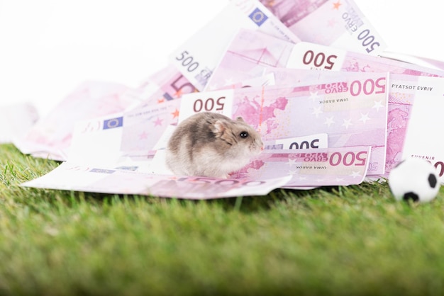 Focus sélectif petit hamster euro