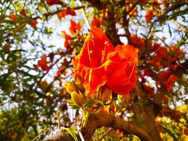 Photo focus sélectif prise en bas angle d'une fleur de tecomella undulata avec une jeune branche et le ciel