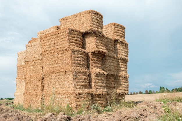 Foin après récolte