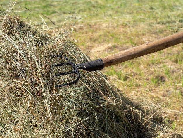 Foin sur une fourche. Une pile d'herbe fraîchement tondue. Concept de vie rurale