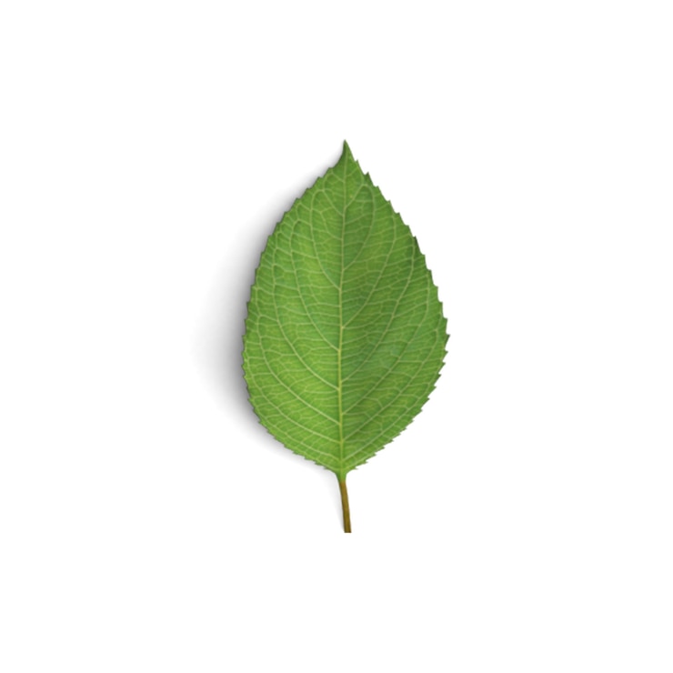 Photo foliage fantasia célébrant la beauté des feuilles florales isolées sur un fond blanc