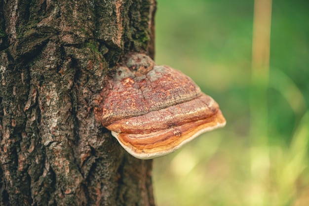 Fomitopsis pinicola sur un arbre