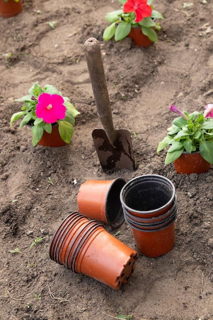 Fonctionne dans le jardin et le parterre de fleurs - planter des fleurs de pétunia à partir de pots temporaires dans le sol