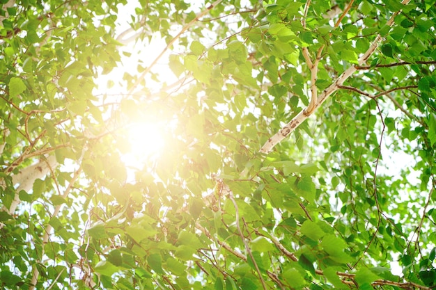 Fond abstrait feuillage vert bouleau et lumière du soleil traversant