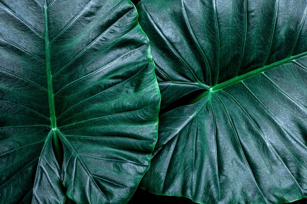 fond abstrait feuille verte naturelle