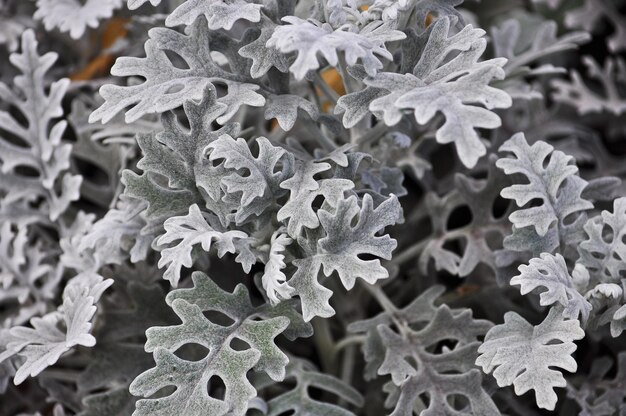 Fond abstrait avec des feuilles décoratives